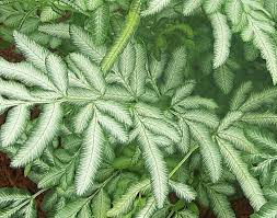 Image result for brake fern