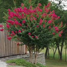 Image result for crepe myrtle trees