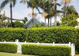 Image result for privacy hedge ideas