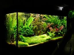 Image result for carpet moss