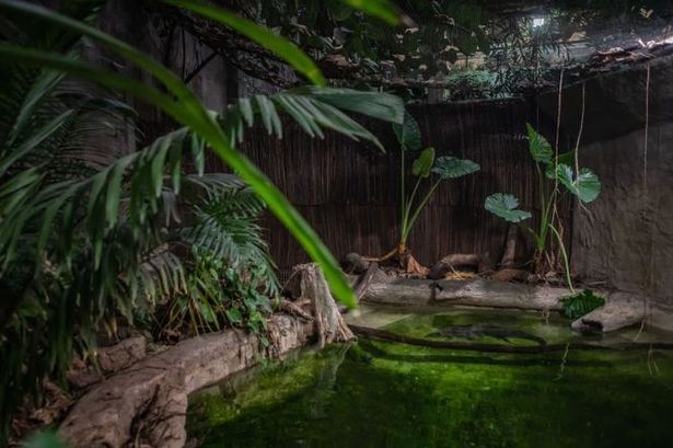 Plants you see in Chester Zoo's animal habitats have been used in major Hollywood films like Star Wars - Cheshire Live