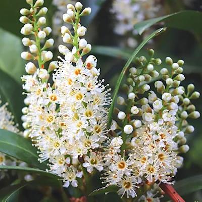 10 Cherry Laurel Trees Live Plants for Planting, Cherry Laurel Bush 6 to 12 Inc Height 2.5 Inc Pot, Laurel Plant Live Home Garden - Yahoo Shopping