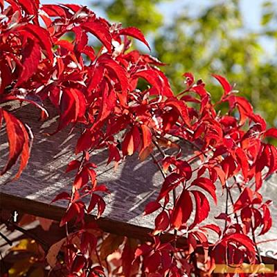 5 Virginia Creeper Plants Live Ivy Vine Ground Cover Plants Bare Roots, Virginia Creeper Vine Flowering Perennial - Yahoo Shopping