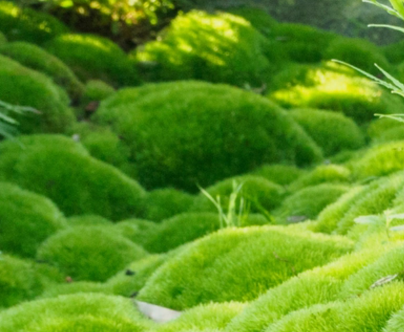 Mood moss