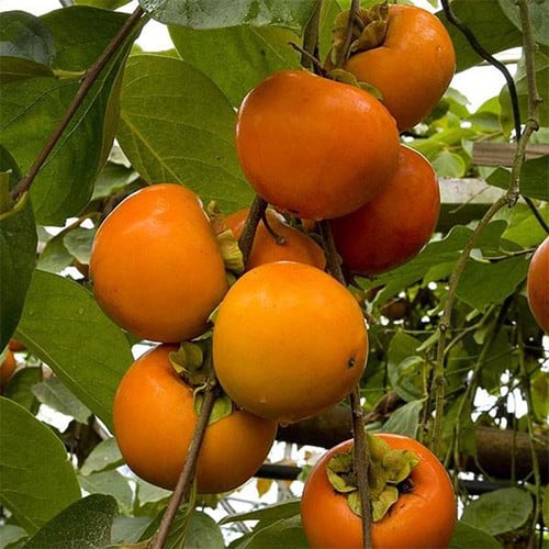 Giant fuyu persimmon | Trees Outlet Online