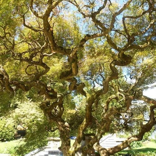 20 Corkscrew Willows | mysite
