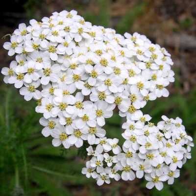 Western Yarrow - Achillea millefolium occidentalis | Zero Waste Houston