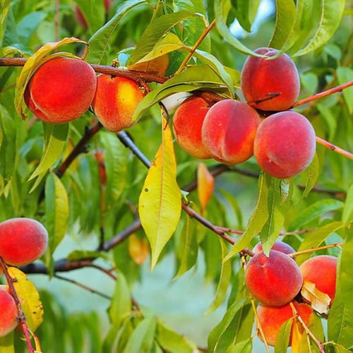 Redhaven Peach