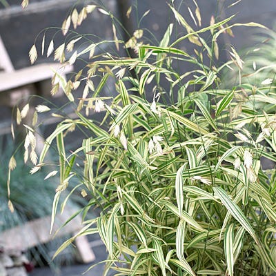 Northern Sea Oats Grass River Mist, Chasmanthium latifolium | American  Meadows