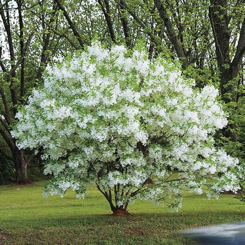 Chionanthus virginicus - White Fringe Tree | Schroeder Gardens
