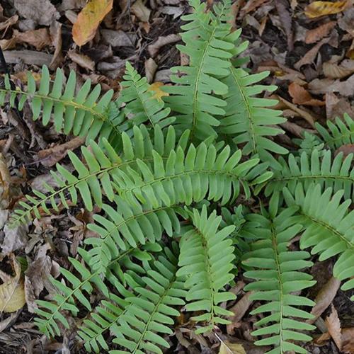 Ask a Master Gardener: How to care for Christmas ferns | Home And Garden |  nrtoday.com