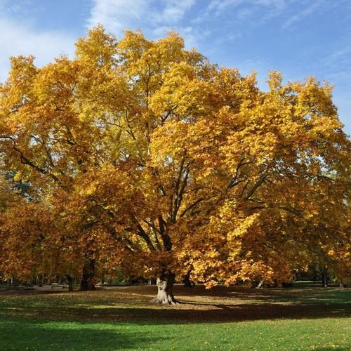 American Sycamore | NWA Plants Inc