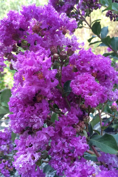 Spring Blooming Trees