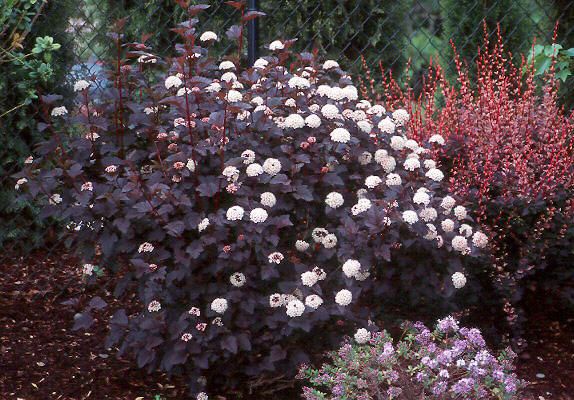 Image result for 9 bark shrub