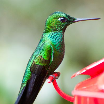 High-Speed Video Shows How Hummingbirds Really Drink | WIRED