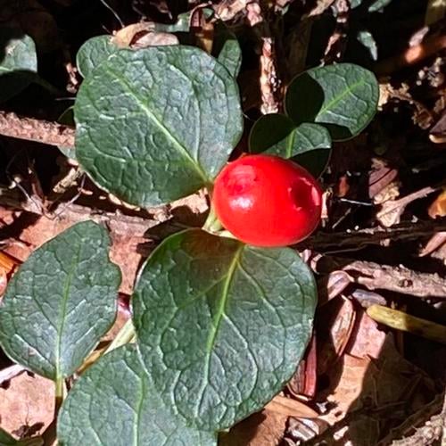 Partridgeberry (Mitchella repens) - Garden.org