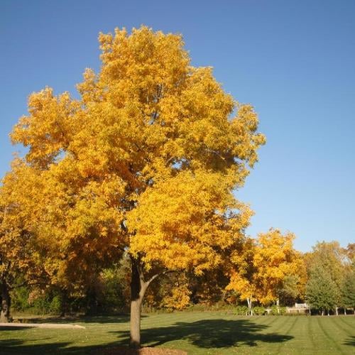 Bitternut Hickory (Carya cordiformis) - Garden.org