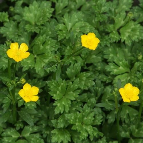 Creeping Buttercup (Ranunculus repens) - Garden.org