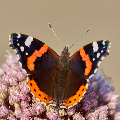 Admiral butterfly Images - Search Images on Everypixel