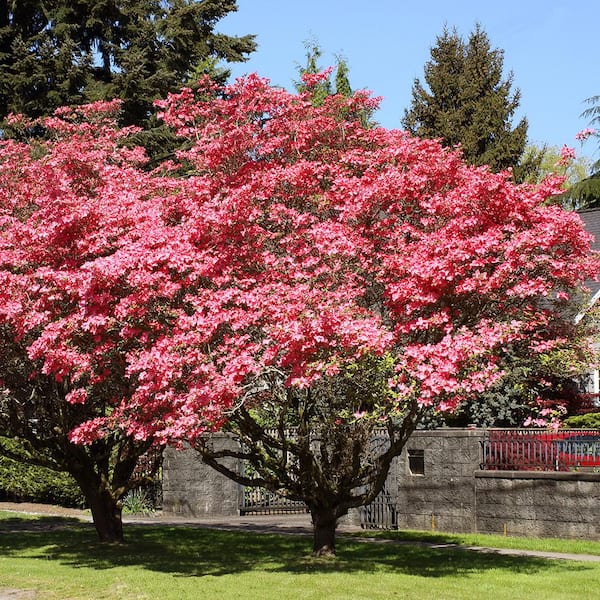 Red Flowering Dogwood Tree