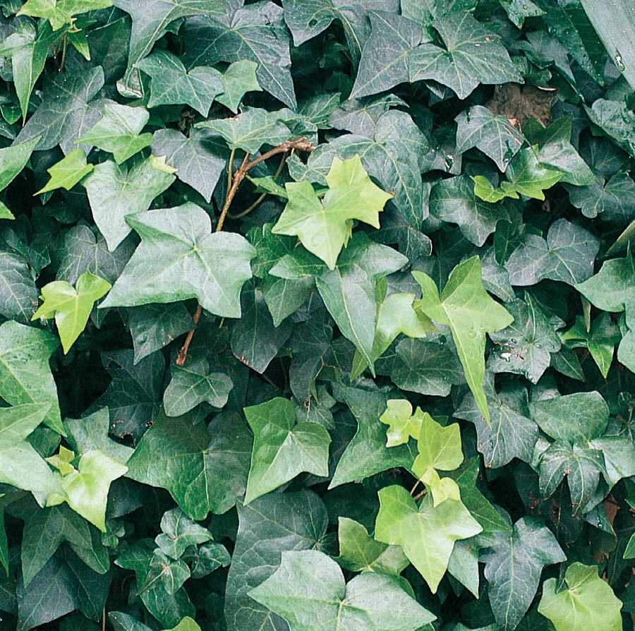 English Ivy Plants, Bulbs & Seeds at Lowes.com