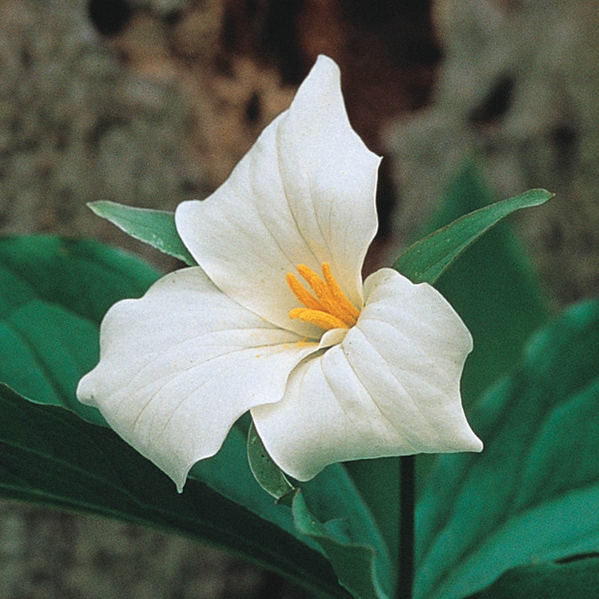 Great White Trillium Dormant Perennial Plants, Bulbs & Seeds at Lowes.com