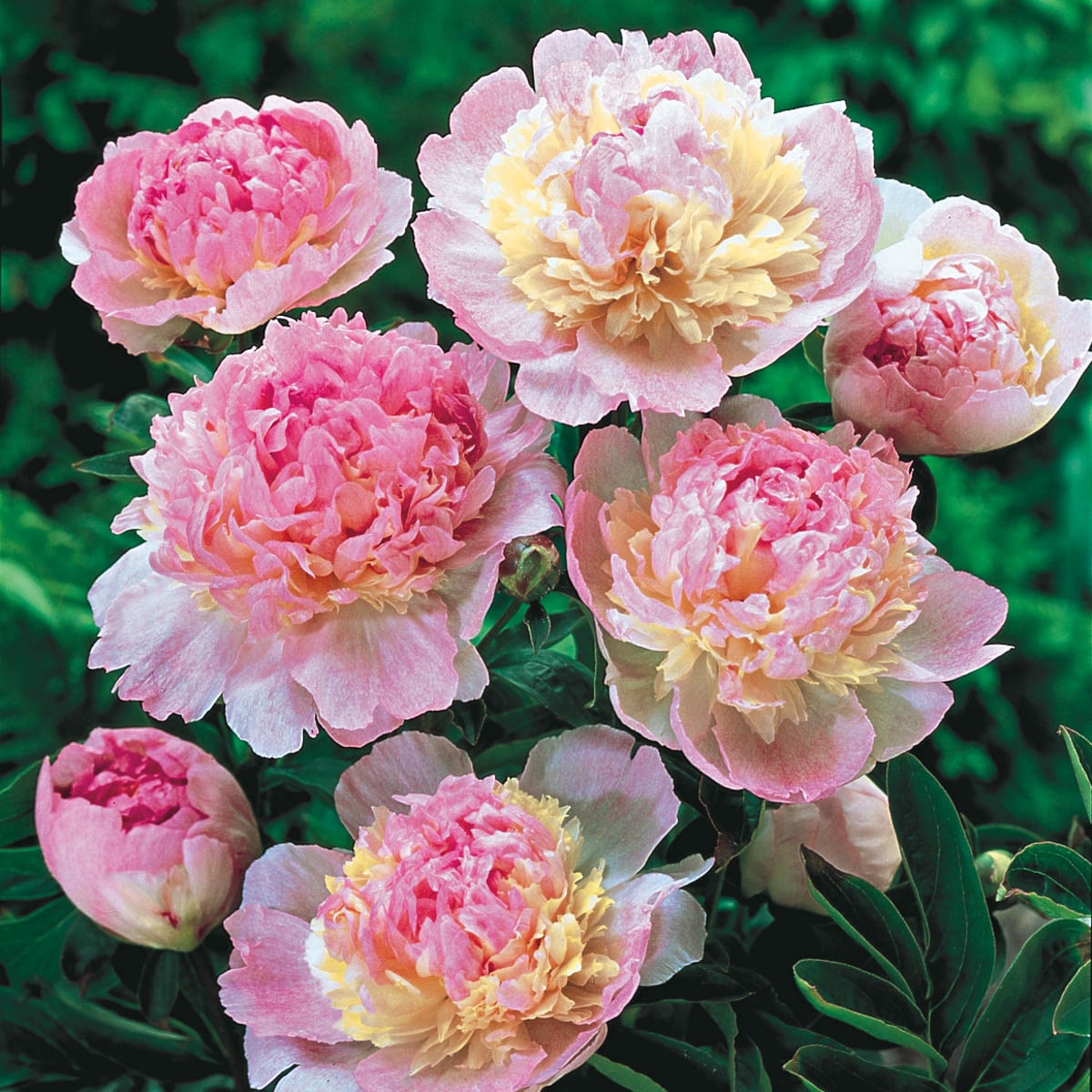 Bareroot Perennials at Lowes.com