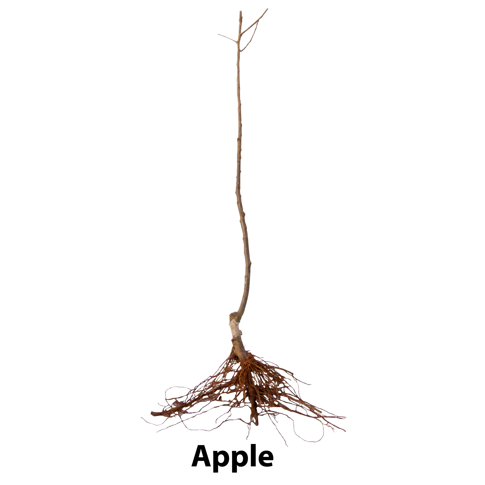 Bareroot Trees at Lowes.com