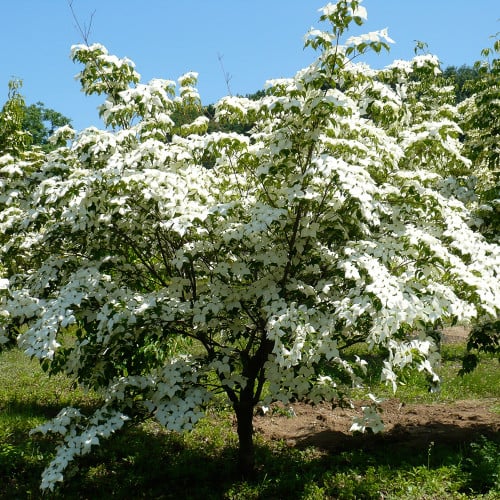 Kousa Dogwood Products - Horsford Gardens and Nursery