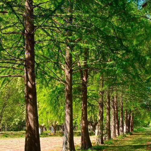Bald Cypress