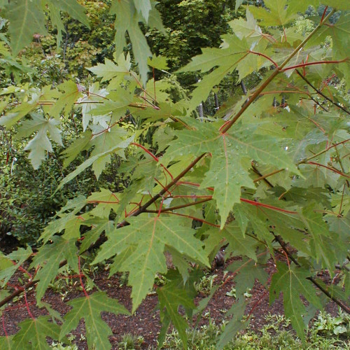 Silver Maple Products - Horsford Gardens and Nursery