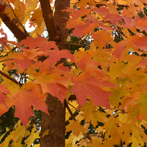 Sugar Maple Products - Horsford Gardens and Nursery