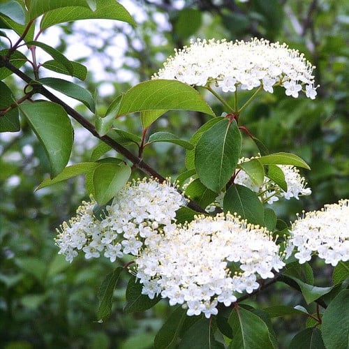 Viburnum acerifolium - Horsford Gardens and Nursery