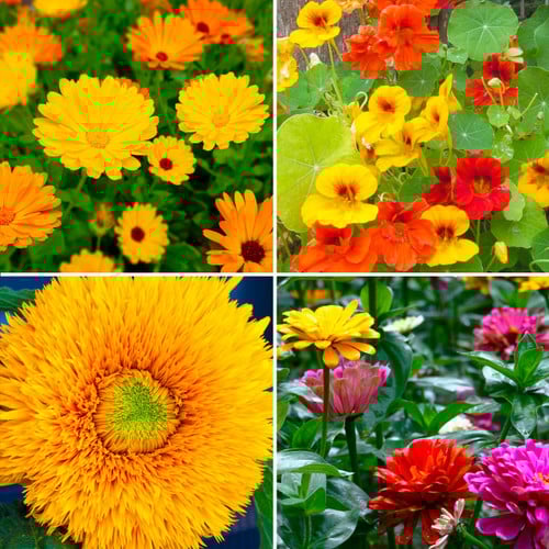 Companion Flower Garden - Annie's Heirloom Seeds