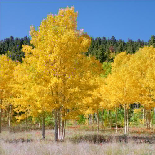 Quaking Aspen Tree – Bare Root, 2-3 ft | Populus tremuloides | Fast-Growing  Trees