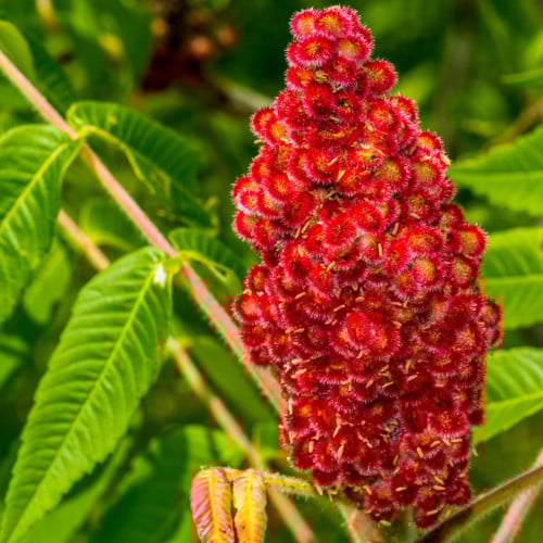 Staghorn Sumac Tree | USDA Zones 3-8 | 2-3 Foot | Fast-Growing Ornamental  Trees