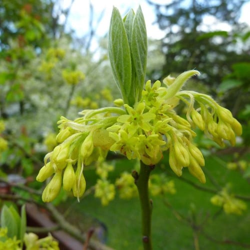 Sassafras Tree | Plant Addicts