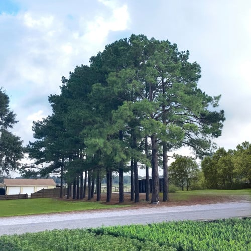 Loblolly Pine Tree | Plant Addicts