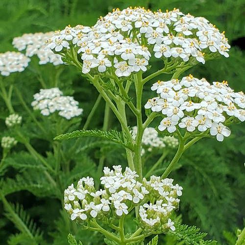 Common Yarrow