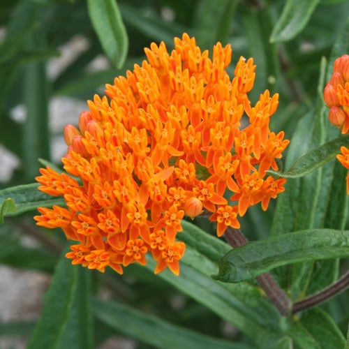 Asclepias tuberosa (Butterfly Weed)