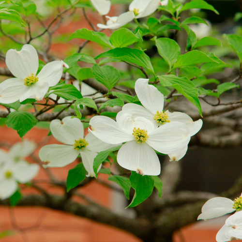Cornus amomum (Silky Dogwood)