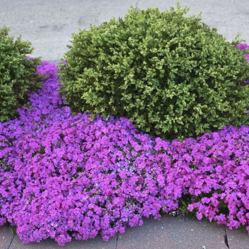 Phlox subulata Drummond Pinkshipped from Grower to your door