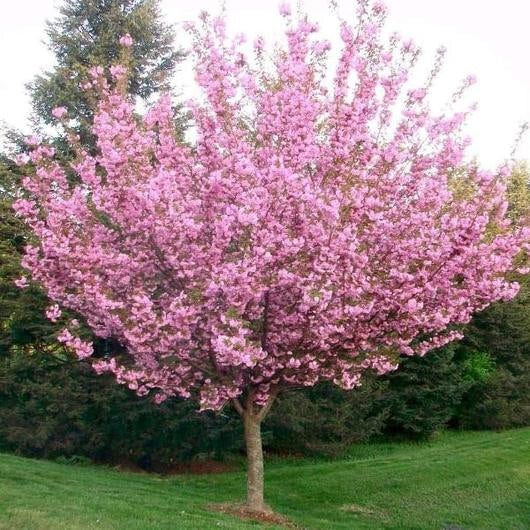 Kwanzan Cherry Blossom Tree - Beautiful, large, bright pink globes of –  Online Orchards