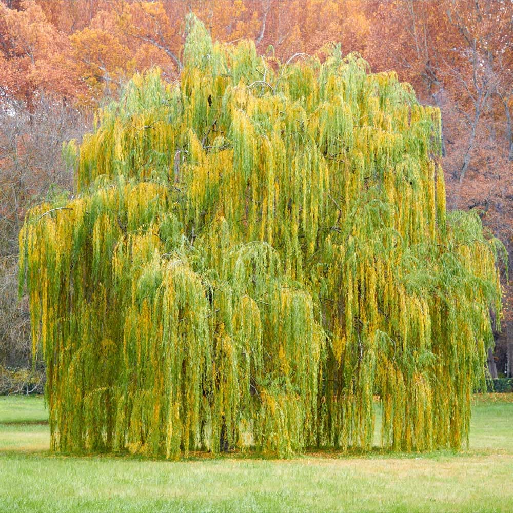 Weeping Willow Tree