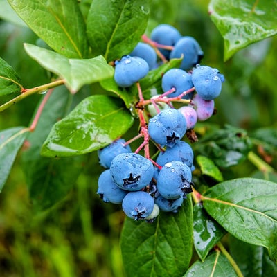 Duke Blueberry Bush after the rain