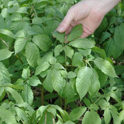Burmeister Ginseng, Four Generations of American Ginseng Cultivation