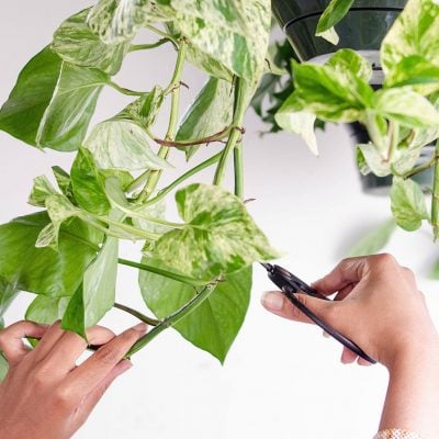 Master the Art of Pruning- Guide for Beginners — Altifarm Enverde
