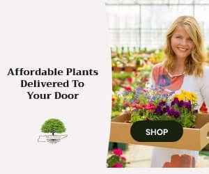 TN Nursery Affordable Plants