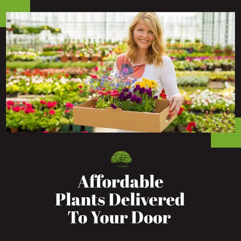 TN Nursery Affordable Plants
