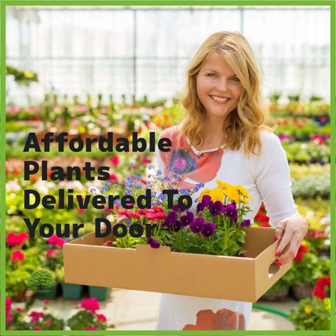 TN Nursery Affordable Plants